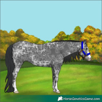 Horse Color:Black Ice 