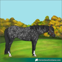 Horse Color:Black Ice
