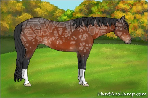 Horse Color:Brown Ice 