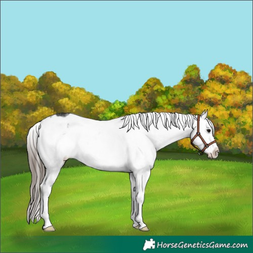 Horse Color:Black Ice Varnish 