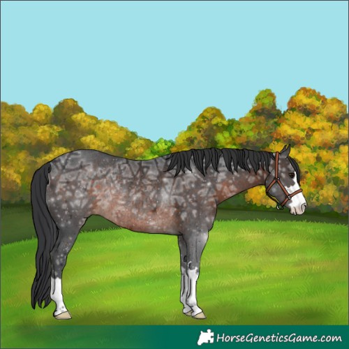 Horse Color:Brown Ice Rabicano