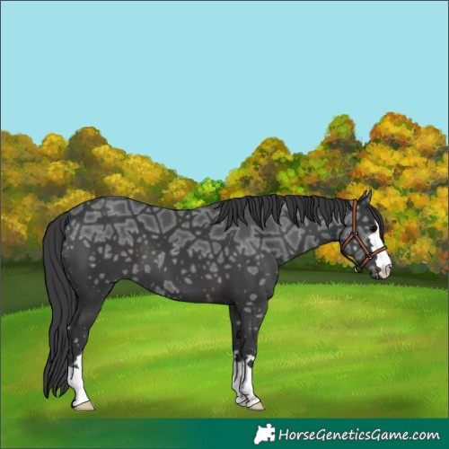 Horse Color:Black Ice 
