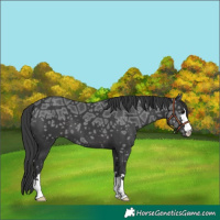 Horse Color:Black Ice