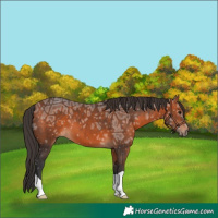 Horse Color:Bay Ice 