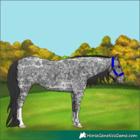 Horse Color:Black Ice 