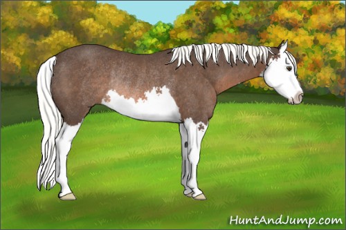 Horse Color:Liver Chestnut Mushroom Splash Rabicano 