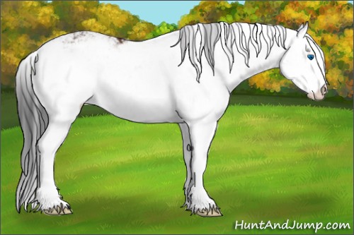 Horse Color:Bay Sabino Splash 
