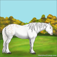 Horse Color:Silver Bay Roan Dun Appaloosa Rabicano 