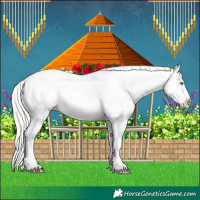 Horse Color:White Spotted Silver Grullo Roan Appaloosa Rabicano 