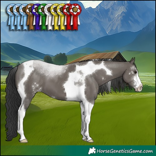 Horse Color:Grullo Sabino Tobiano 
