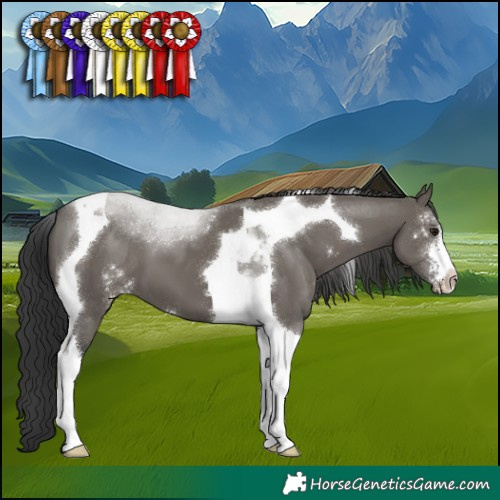 Horse Color:Grullo Sabino Tobiano 