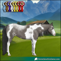 Horse Color:Grullo Sabino Tobiano 