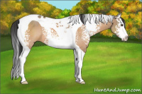 Horse Color:White Spotted Brown Dun Splash Tobiano Rabicano