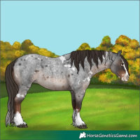 Horse Color:White Spotted Liver Red Roan Splash 