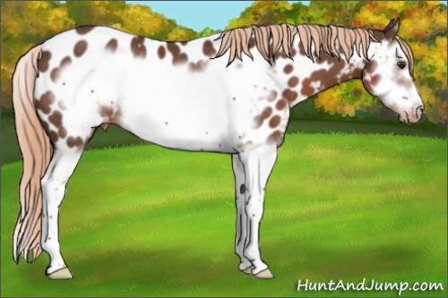 Horse Color:Liver Chestnut Sabino Splash Frame Appaloosa Rabicano 
