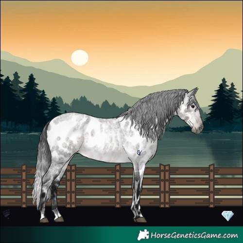 Horse Color:Gray Platinum Buckskin Roan Appaloosa 