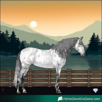 Horse Color:Gray Platinum Buckskin Roan Appaloosa 