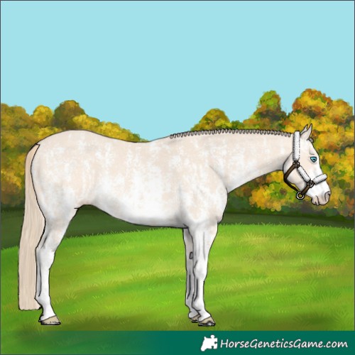 Horse Color:Perlino Sabino and Perlino Sabino