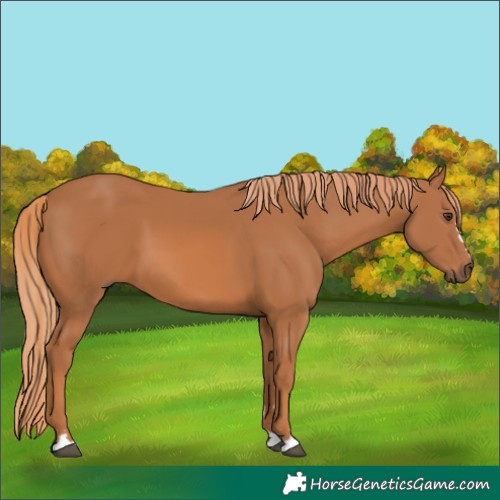 Horse Color:Chestnut 