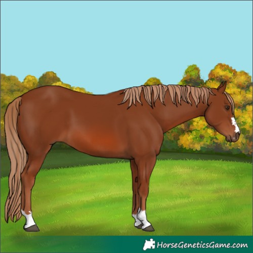Horse Color:Chestnut 