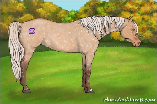 Horse Color:Silver Bay Roan Dun Appaloosa Rabicano 
