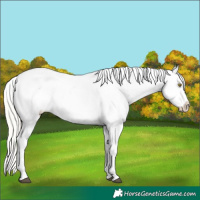 Horse Color:Silver Bay Roan Dun Appaloosa Rabicano 