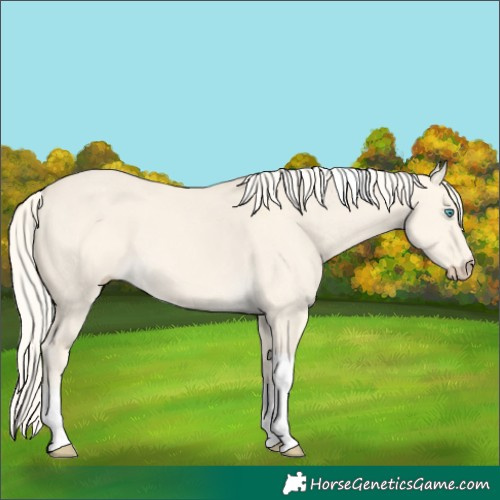 Horse Color:Cremello Dun Tobiano 