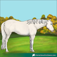 Horse Color:Cremello Dun Tobiano 