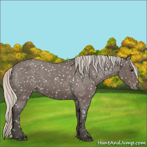Horse Color:Silver Blue Roan Appaloosa Rabicano