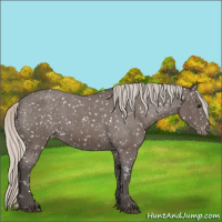 Horse Color:Silver Blue Roan Appaloosa Rabicano 