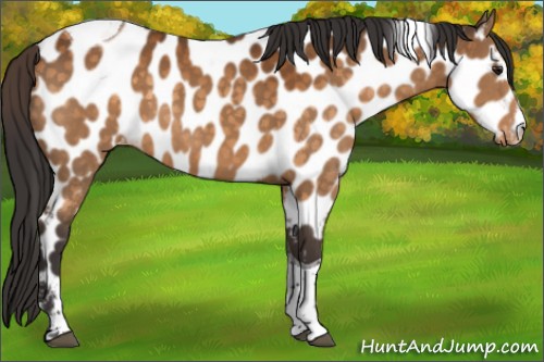 Horse Color:Buckskin Sabino Tobiano Near Leopard
