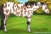 Horse Color:Buckskin Sabino Tobiano Near Leopard 