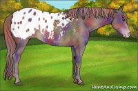 Horse Color:Nacre Liver Chestnut Blanket Rabicano 