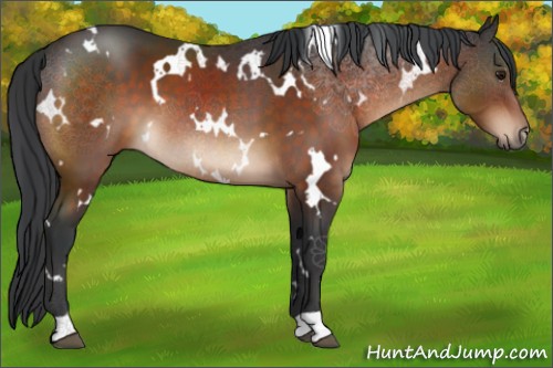 Horse Color:White Spotted Brown 
