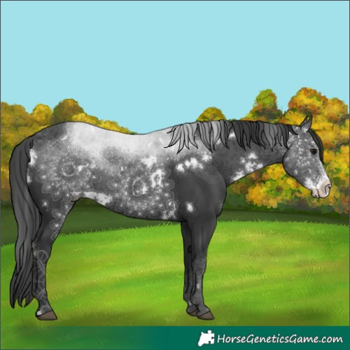 Horse Color:White Spotted Black Sabino 