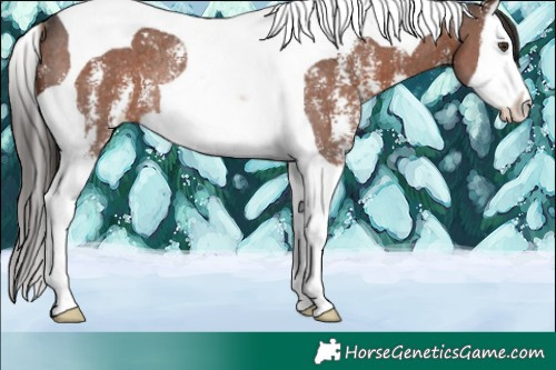 Horse Color:Liver Chestnut Sabino Splash Tobiano Rabicano