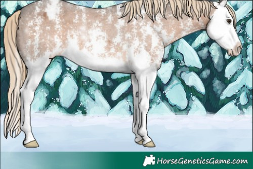 Horse Color:Chocolate Palomino Sabino Splash Appaloosa 