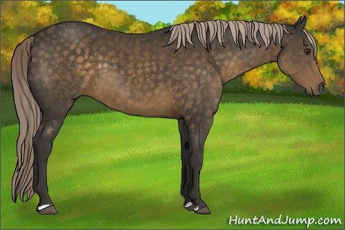 Horse Color:Chocolate Palomino 