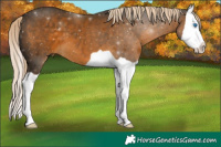 Horse Color:Chocolate Palomino Splash