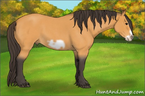 Horse Color:Buckskin Roan Frame 