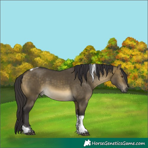Horse Color:Buckskin Dun Mushroom Tobiano Rabicano