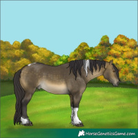 Horse Color:Buckskin Dun Mushroom Tobiano Rabicano 