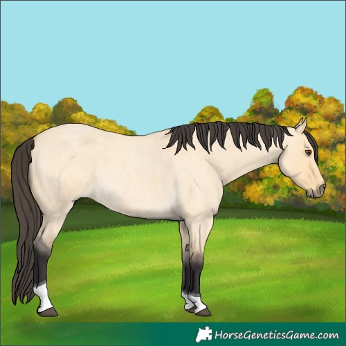 Horse Color:Buckskin Roan Dun Tobiano