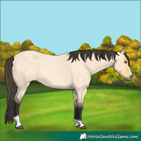Horse Color:Buckskin Roan Dun Tobiano 