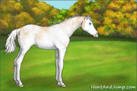 Horse Color:White Spotted Silver Smoky Black Pearl Sabino Splash Appaloosa