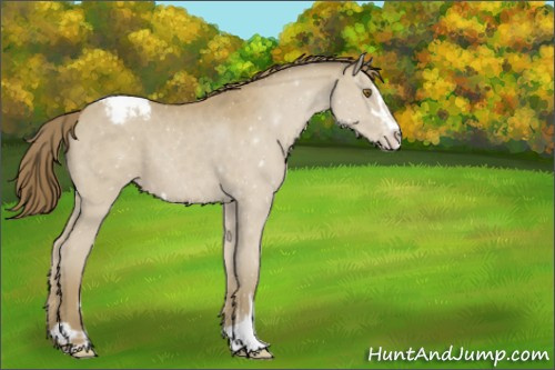 Horse Color:Classic Cream Champagne Sabino Varnish