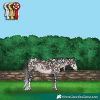 Horse Color:Platinum White Spotted Brown Tobiano Appaloosa Rabicano 