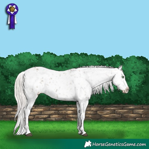 Horse Color:Silver Grullo Snowflake Varnish Rabicano