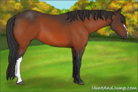 Horse Color:Brown 