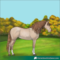 Horse Color:Grullo Pearl Sabino